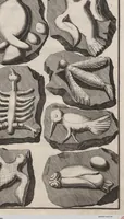Picture 10 of 28 from Lithographiae Wirceburgensis, Ducentis Lapidum Figuratorum, A Potiori Insectiformium, Prodigiosis Imaginibus Exornatae Specimen Primum (1726), leaf 74