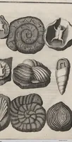 Picture 11 of 28 from Lithographiae Wirceburgensis, Ducentis Lapidum Figuratorum, A Potiori Insectiformium, Prodigiosis Imaginibus Exornatae Specimen Primum (1726), leaf 79