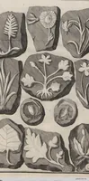 Picture 12 of 28 from Lithographiae Wirceburgensis, Ducentis Lapidum Figuratorum, A Potiori Insectiformium, Prodigiosis Imaginibus Exornatae Specimen Primum (1726), leaf 84