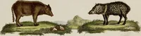 An illustration from (Band 2) (1795)