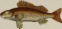 An illustration from (Band 2) (1795)