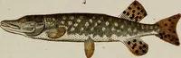 Picture 68 of 173 from (Band 2) (1795), leaf 111