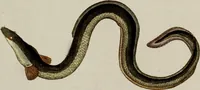 An illustration from (Band 2) (1795)