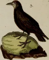 Picture 70 of 173 from (Band 2) (1795), leaf 114