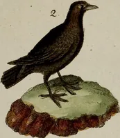 Picture 71 of 173 from (Band 2) (1795), leaf 114