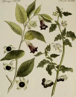 An illustration from (Band 2) (1795)