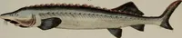 An illustration from (Band 2) (1795)