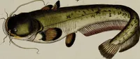 An illustration from (Band 2) (1795)