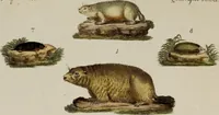 An illustration from (Band 2) (1795)