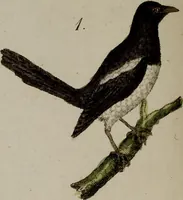 An illustration from (Band 2) (1795)