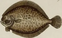 Picture 86 of 173 from (Band 2) (1795), leaf 138
