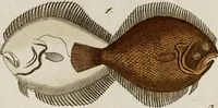 Picture 87 of 173 from (Band 2) (1795), leaf 138