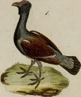 An illustration from (Band 2) (1795)