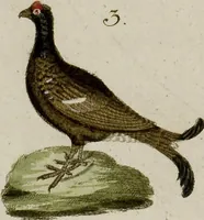 Picture 94 of 173 from (Band 2) (1795), leaf 147