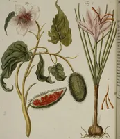 An illustration from (Band 2) (1795)
