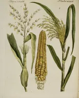 Picture 96 of 173 from (Band 2) (1795), leaf 150