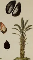 An illustration from (Band 2) (1795)