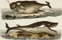 An illustration from (Band 2) (1795)