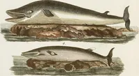 An illustration from (Band 2) (1795)