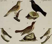 An illustration from (Band 2) (1795)