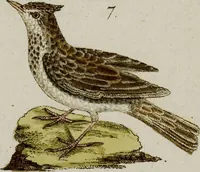 An illustration from (Band 2) (1795)
