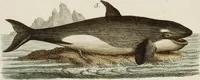 An illustration from (Band 2) (1795)