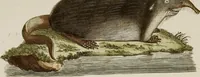 Picture 118 of 173 from (Band 2) (1795), leaf 189