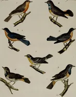 An illustration from (Band 2) (1795)