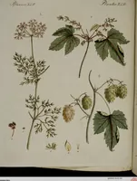 An illustration from (Band 2) (1795)