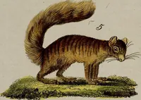 An illustration from (Band 2) (1795)
