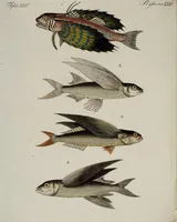 An illustration from (Band 2) (1795)