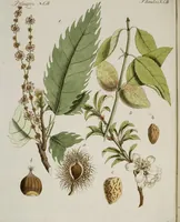 An illustration from (Band 2) (1795)