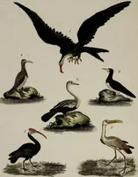 An illustration from (Band 2) (1795)