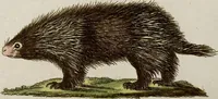 An illustration from (Band 2) (1795)
