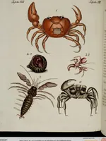 Picture 136 of 173 from (Band 2) (1795), leaf 219