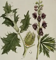 Picture 137 of 173 from (Band 2) (1795), leaf 222