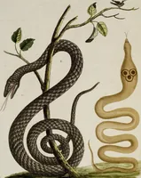 An illustration from (Band 2) (1795)