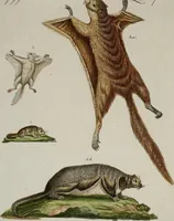 An illustration from (Band 2) (1795)