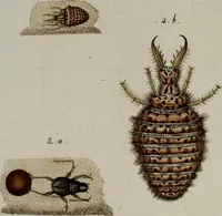 An illustration from (Band 2) (1795)