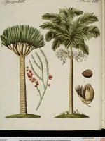 An illustration from (Band 2) (1795)