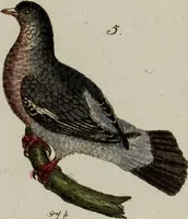 Picture 146 of 173 from (Band 2) (1795), leaf 240