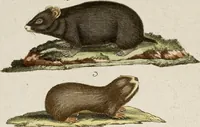An illustration from (Band 2) (1795)