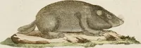An illustration from (Band 2) (1795)