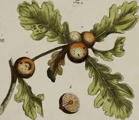 Picture 153 of 173 from (Band 2) (1795), leaf 255