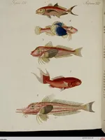 An illustration from (Band 2) (1795)