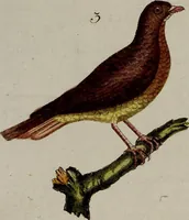 Picture 155 of 173 from (Band 2) (1795), leaf 261