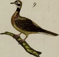 Picture 158 of 173 from (Band 2) (1795), leaf 261