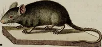 An illustration from (Band 2) (1795)