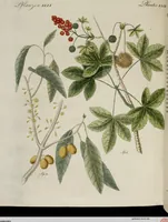 Picture 166 of 173 from (Band 2) (1795), leaf 282
