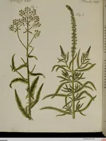 An illustration from (Band 2) (1795)
